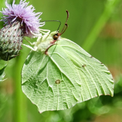 Brimstone butterfly