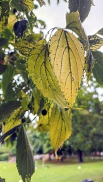 Yellow leaf