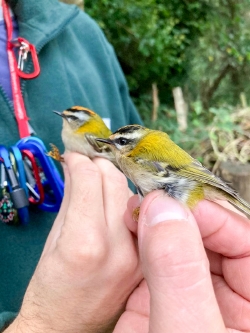 Firecrest