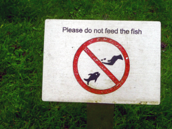 Do not feed the fish sign in Kyoto Gdn