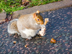 Squirrel holding a whole leg of chicken